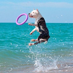 Gioco interattivo per cane Puller due anelli