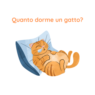 Quanto dorme un gatto?